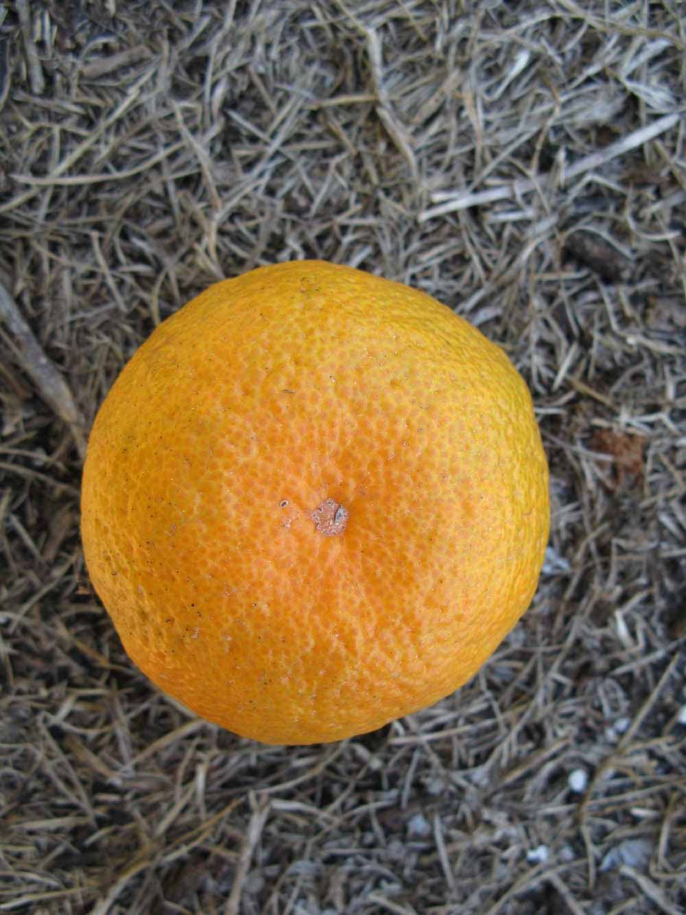              Fruit (Winter Haven, FL)       